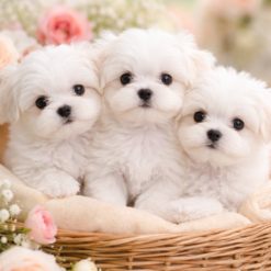 maltese puppies for sale​
