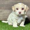 Maltipoo puppies for sale