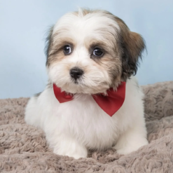 malshi puppies for sale​