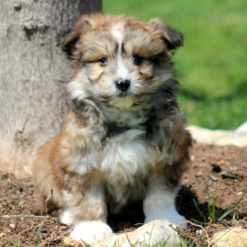 maltipom puppies for sale