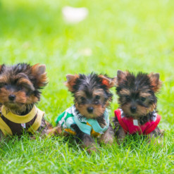 yorkshire terrier puppies for sale