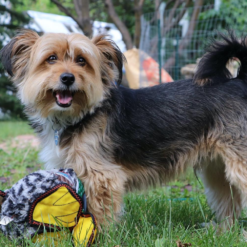 shorkie puppies for sale