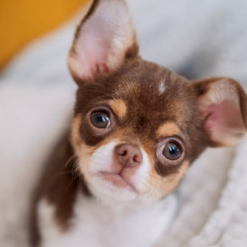 apple head chihuahua puppies