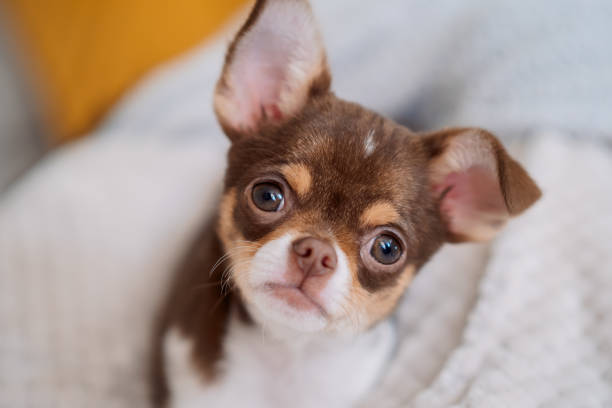 apple head chihuahua puppies