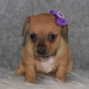 chiweenie puppies for sale​
