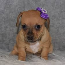 chiweenie puppies for sale