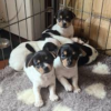 jack chi puppies for sale