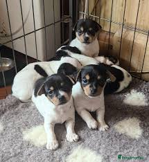 jack chi puppies for sale