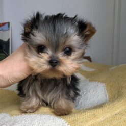 Yorkshire Terrier Puppies For Sale