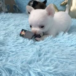 Deer Head Chihuahua Puppies For Sale