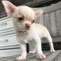 Apple Head Chihuahua Puppies
