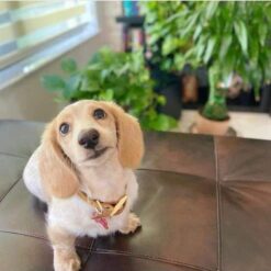 Pomchi Puppies For Sale