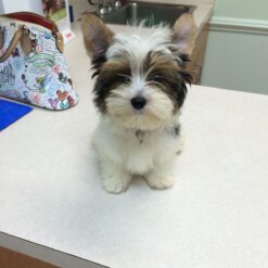 Meet! Baby Luna