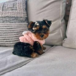 Teacup Yorkie for sale Healthy Mini Yorkie puppies